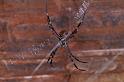 Argiope_ZZ307_D3476_Z_81_Karinji NP_Australie